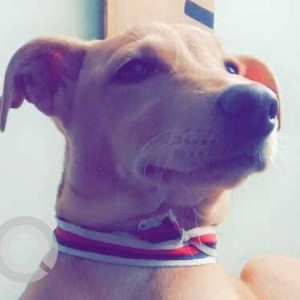 Missing: Brown Female Indie Dog from Faridpuri near patel nagar