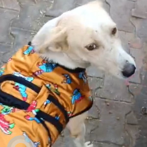 Missing: White-Brown Mix Female Indie Dog from Simon Borivali Marg