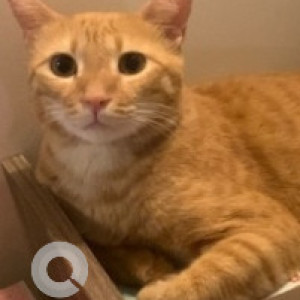 Missing: Orange Male Tabby Cat from D-148, Saket