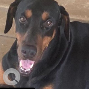 Missing: Black and Brown Male Indie Dog from Ram Mandir Road, Vasant Kunj
