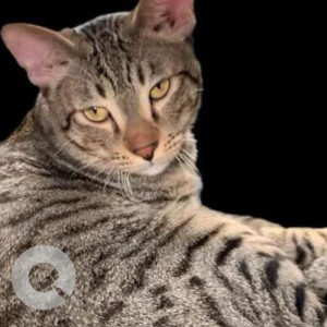 Missing: Black Female Indie Cat from Janta Flats,  Possangipur