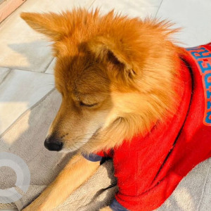 Found: Brown Male Pomeranian Dog from Janakpuri C block, New Delhi