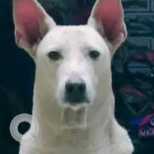 Missing: White Male Indie Dog from Mohan Nagar hill road, Sion Chunabhatti