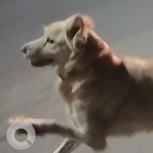 Missing: Brown Male Indie Dog from Dwarka sector 19