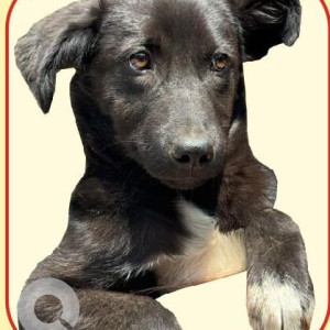 Missing: Black Female Indie Dog from Vikas 1st Nilkanth Gate