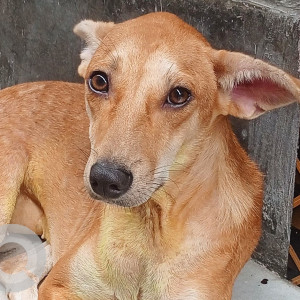 Missing: Brown Female Indie Dog from Baljeet Nagar