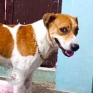 Missing: White-Brown Mix Male Indie Dog from West Mambalam
