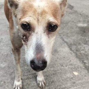 Missing: White-Brown Mix Male Indie Dog from Gurukul chs, jaywant sawant road, dahisar west