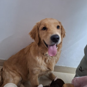 Found: Golden Male Golden retriever Dog from Vasant Enclave, Vasant vihar