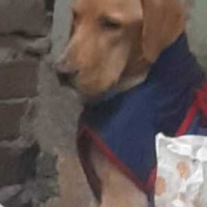 Found: Brown Male Labrador Dog from Uttam nagar, Delhi