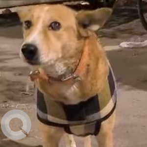 Found: Brown Male Indie Dog from Raj mandir hyper market shop and le grand Hotel CR PARK road, Delhi