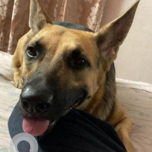 Missing: Brown Male Indie Dog from Mayur Vihar, Phase 2