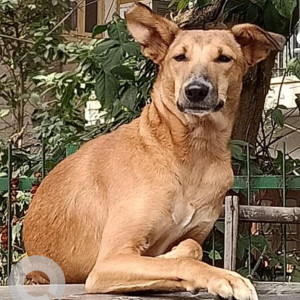 Missing: Brown Male Indie Dog from Father Agnel School Gautam Nagar