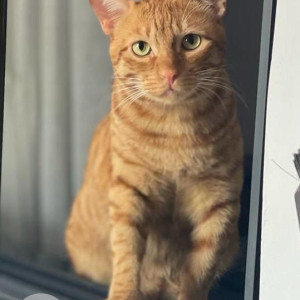 Missing: Orange Male Ginger cat Cat from Vasant Kunj, New Delhi