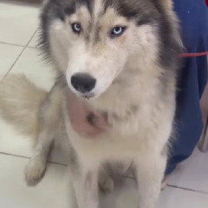 Found: White and Grey Female Husky Dog from Borewell Road, Whitefield