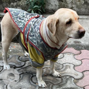 Found: White Female Labrador Dog from Friendicoes