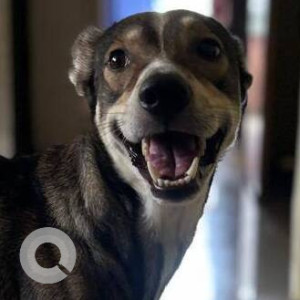 Missing: White-Brown Mix Male Indie Dog from LR Tiwari college, Chai dhua bar
