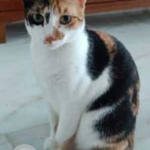 Missing: White Female Calico Cat from Panchvan Housing Cooperative Society, Borivali West ,