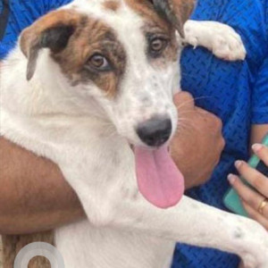 Missing: White-Brown Mix Female Indie Dog from pet play boarding, Thimmasandra Village