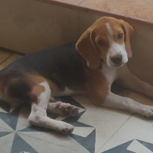 White-Brown Mix Male Beagle Dog is Missing from Anna nagar near Roundtana