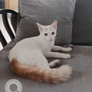 White Female Indie Cat is Found from Thousand lights, Chennai-6