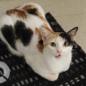 White Female Indie Cat is Missing from Kilpauk Halls Road