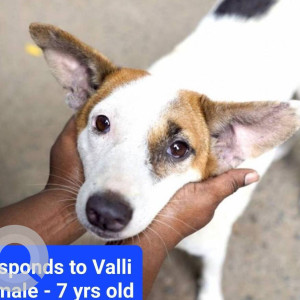 White Female Indie Dog is Missing from Anna Nagar 12th main road