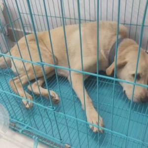 White Female Labrador Dog is Found from Alkapur, Manikonda