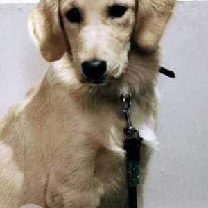 White Female Labrador Dog is Found from Khajaguda Lake