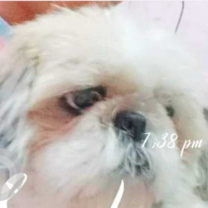 White Female Shih Tzu Dog is Missing from Uttam Nagar West pillar no 704 (sahi patiyala chicken corner)