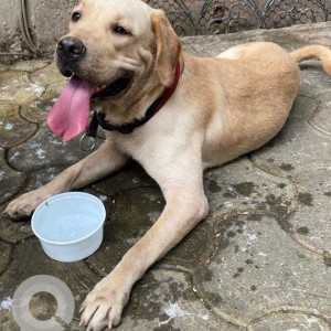 White Male Golden Labrador Dog is Found from YMCA  Carter Road, Bandra