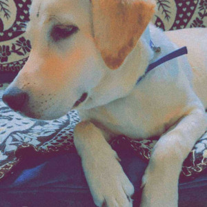White Male Labrador Dog is Missing from Barra-2 near sankat mochan hanuman mandir