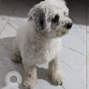 White Male Lasapso Dog is Missing from Krishna vihara colony, near Sahara State, Gate no. 2, Jankipuram