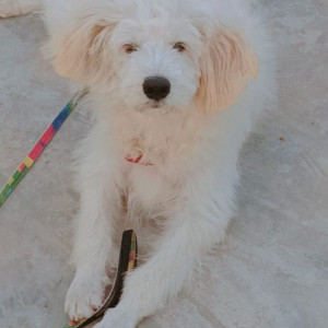 Missing: White Male Lasapsos Dog from Khaja Guda Hill Station