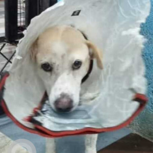 Missing: White Not Available Indie Dog from Dumbu pet boarding, Kukatpally, Hyderabad