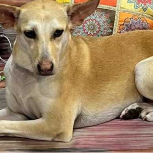 Missing: Brown Female Indie Dog from Manavkalyan signal Dahisar