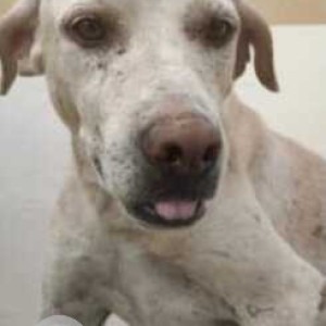 Missing: White Male Indie Dog from Noida 151 near ATS building
