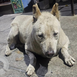 Missing: White Male Indie Dog from Geological Survey of India and Dayanand Sagar College