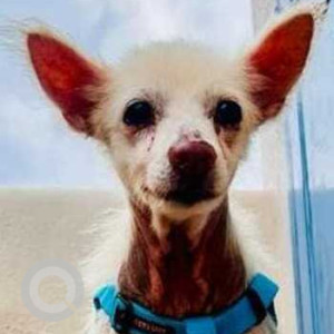 Missing: Brown Male Indie Dog from Sekkad, Avadi