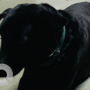 Found: Black Male Labrador Dog from Worli naka petrol pump