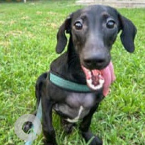 Found: Black Male Dachshund-Indie mix Dog from Qutub Industrial Area, Katwaria, Sarai