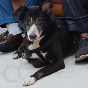 Missing: Black and White Male Indie Dog from Goregaon east