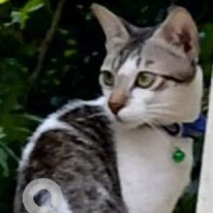 Missing: White and Grey Male Indie Cat from 11th cross, HSR layout, Sector 1