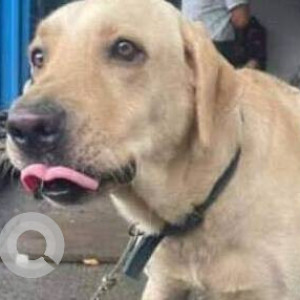 Found: White Male Labrador Dog from Nalasopara west near axis bank ruchita bliss