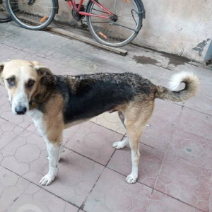 Missing: Black and Brown Male Indie Dog from Pakshal Building Sanghavi Nagar, Mira Road East
