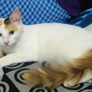 Missing: White Female Indie Dog from Vasu Sandwich, Jawahar nagar road 12