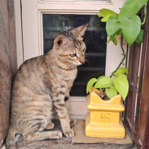 Missing: Black and Brown Female Indie Cat from JP Nagar 6th Phase