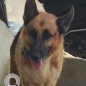 Missing: Black and Brown Male German Shepherd Dog from Miyapur, Hyderabad