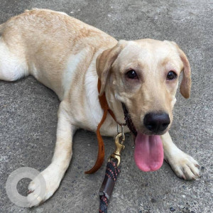 Found: White Female Labrador Dog from Dmart Vidyavihar
