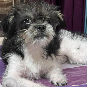 Found: Black and White Female Shitzu Lasha apso mix Dog from Humayunpur, Safdarjung enclave, near NCC gate